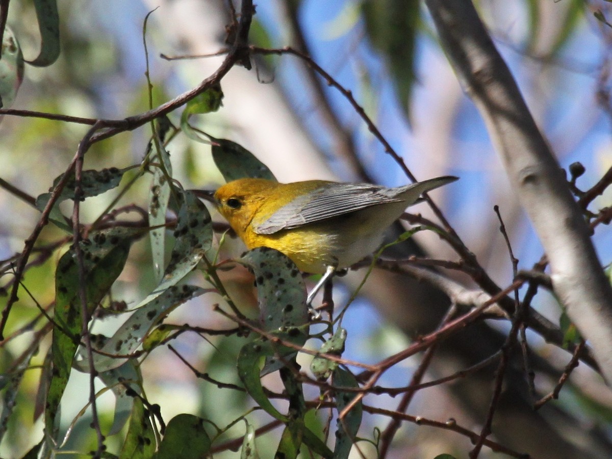 Prothonotary Warbler - ML104373031