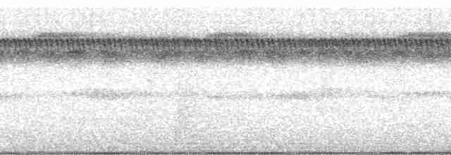 Kara Karınlı Sincap Guguğu - ML104381