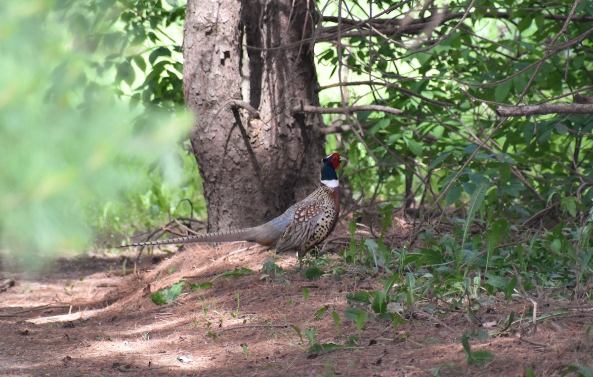 Ring-necked Pheasant - ML104381831