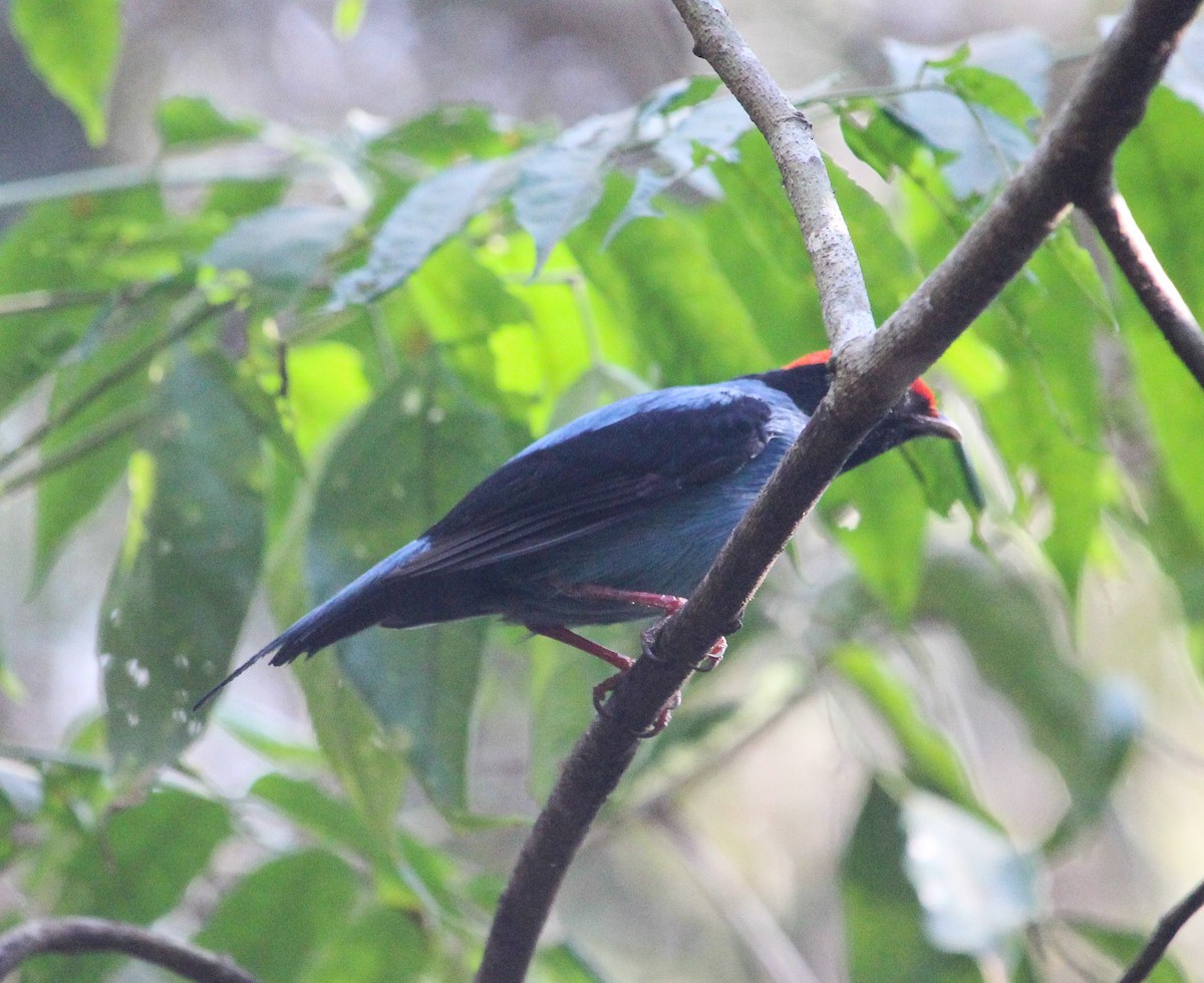 Swallow-tailed Manakin - ML104382321