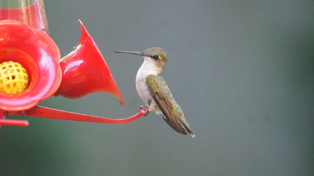 Ruby-throated Hummingbird - Maxwell Ramey