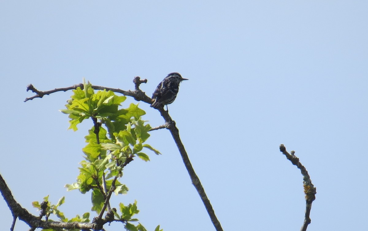 Black-and-white Warbler - ML104383551