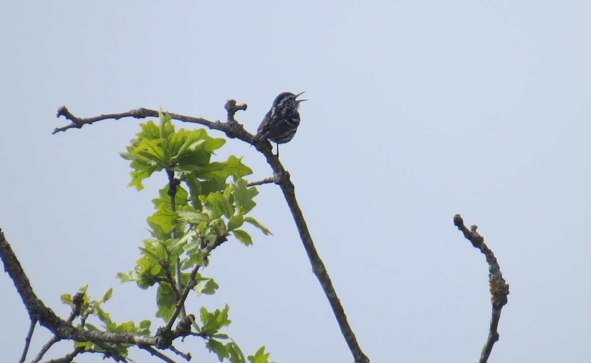 Black-and-white Warbler - ML104383561