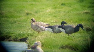 Greater White-fronted Goose, ML104385681