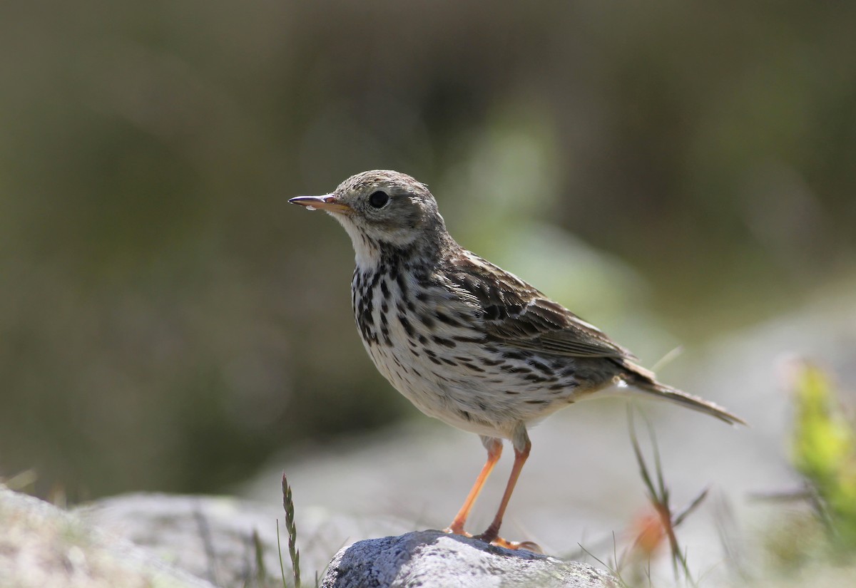 Meadow Pipit - ML104386481