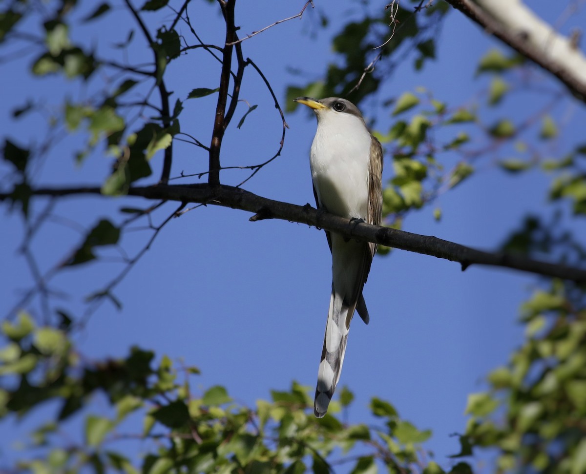 Yellow-billed Cuckoo - Phillip Odum