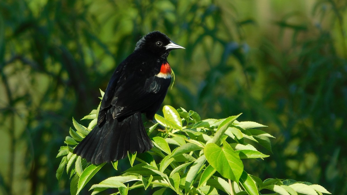 Red-winged Blackbird - Craig Van Boskirk