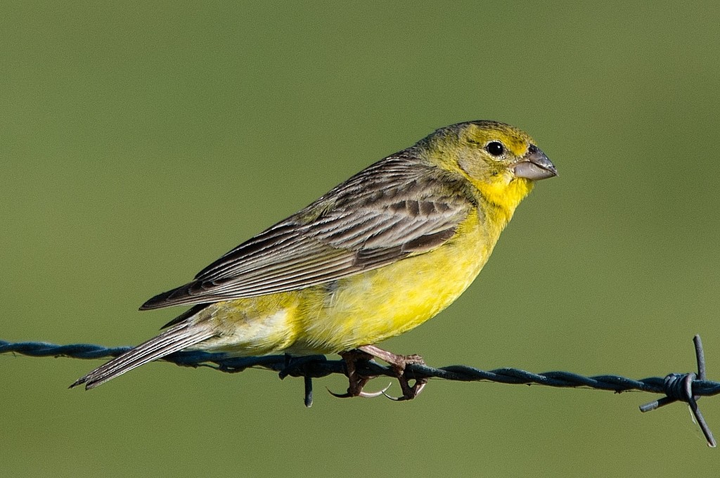 Grassland Yellow-Finch - LUCIANO BERNARDES