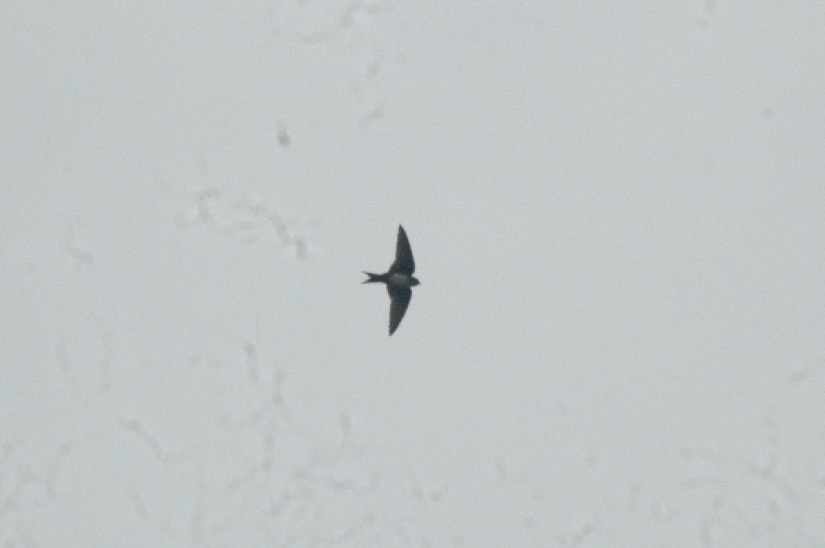 Black-capped Swallow - ML104395621