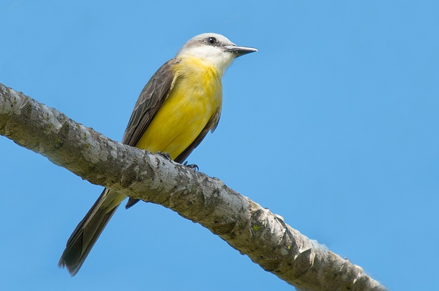 White-throated Kingbird - LUCIANO BERNARDES