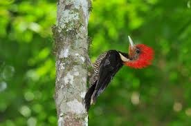 Helmeted Woodpecker - Keith Riding