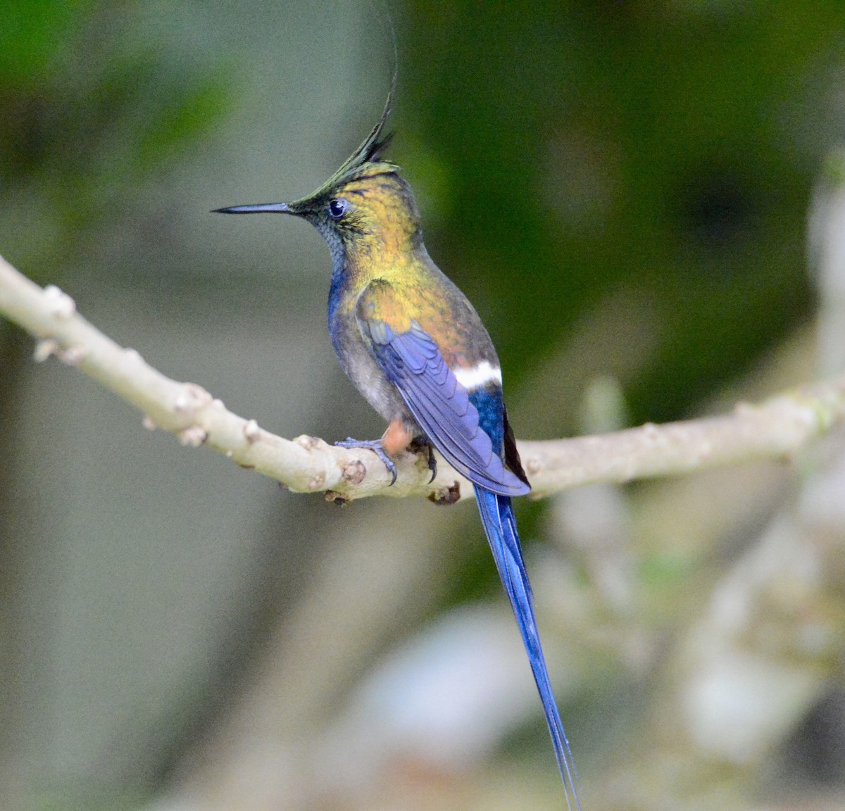 Wire-crested Thorntail - ML104400771