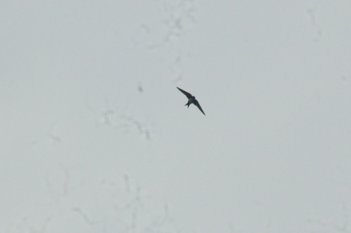 Black-capped Swallow - ML104402211