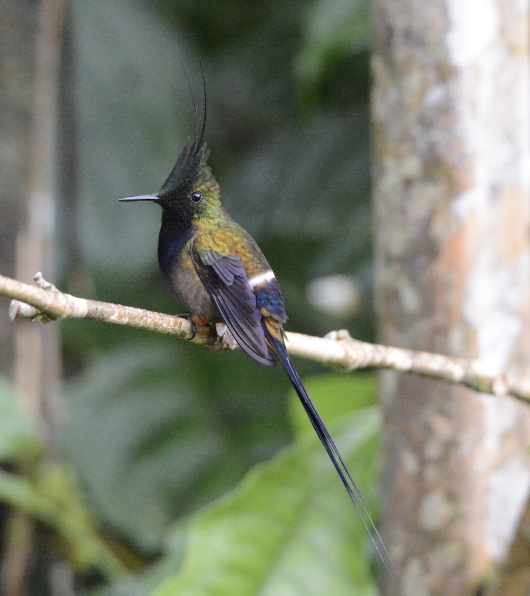 Wire-crested Thorntail - Taylor Abbott
