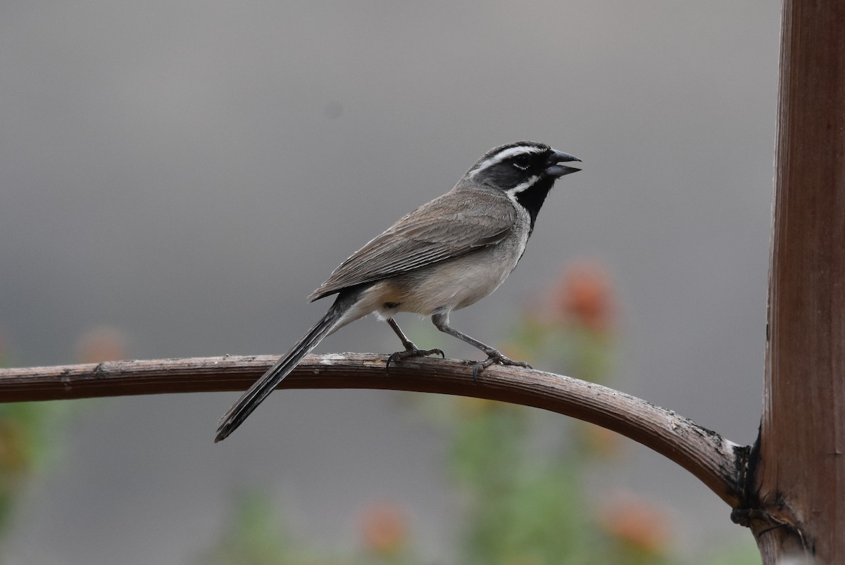 Black-throated Sparrow - ML104403301
