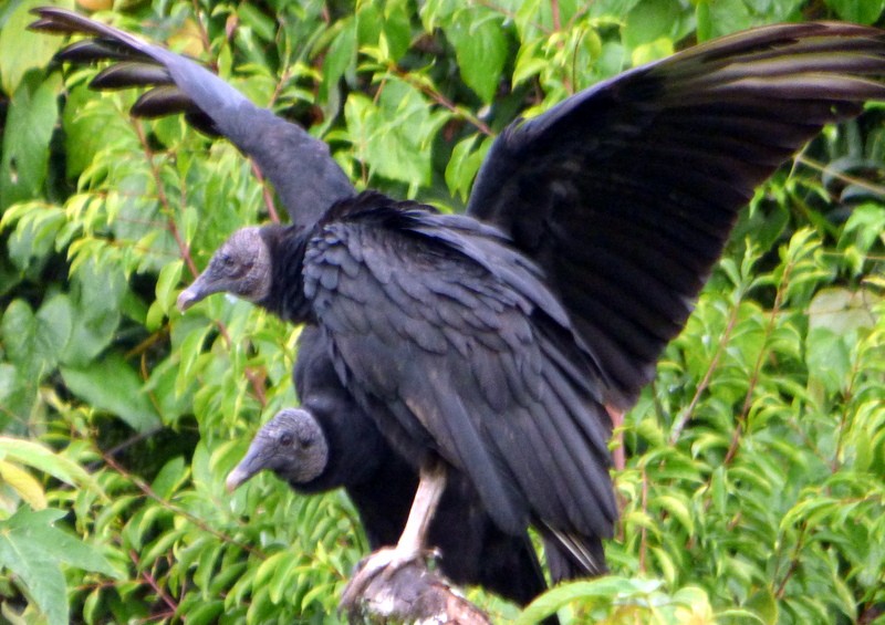 Black Vulture - Bill Fox