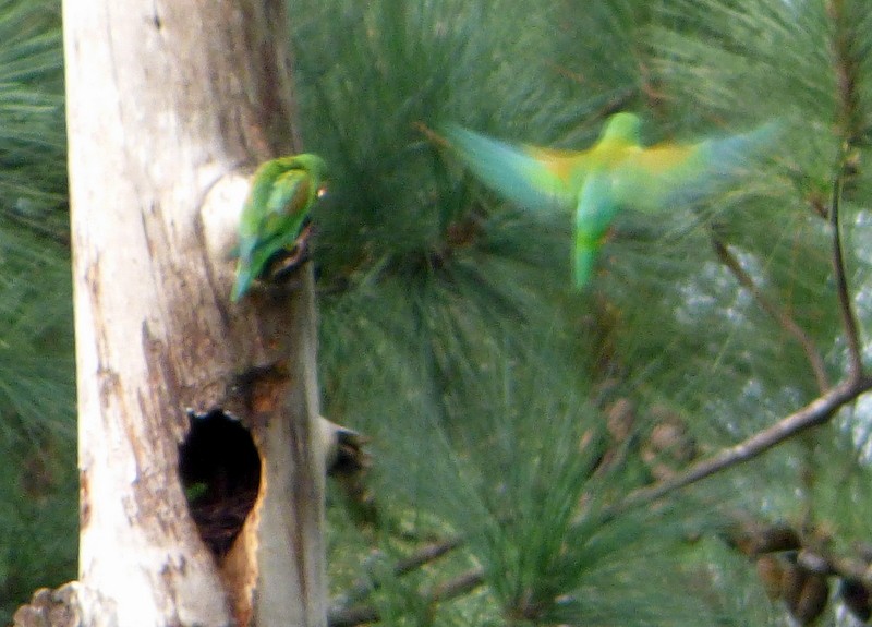 Sulphur-winged Parakeet - Bill Fox