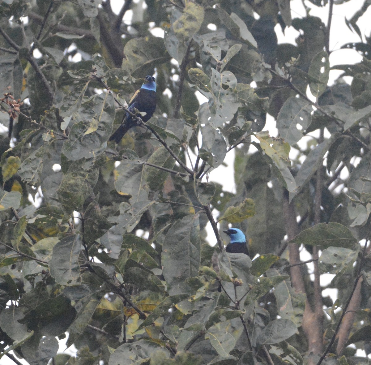 Blue-necked Tanager - ML104406061
