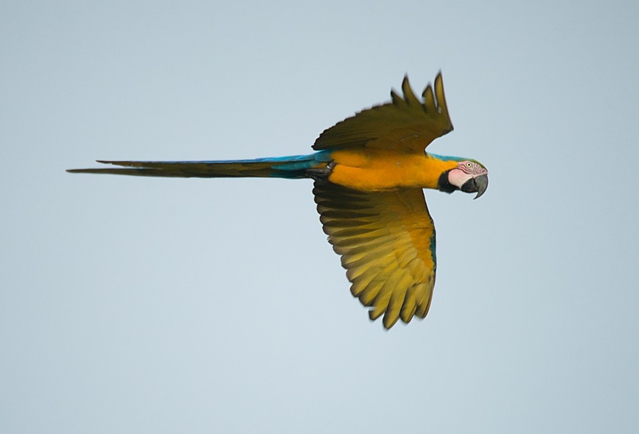 Blue-and-yellow Macaw - LUCIANO BERNARDES