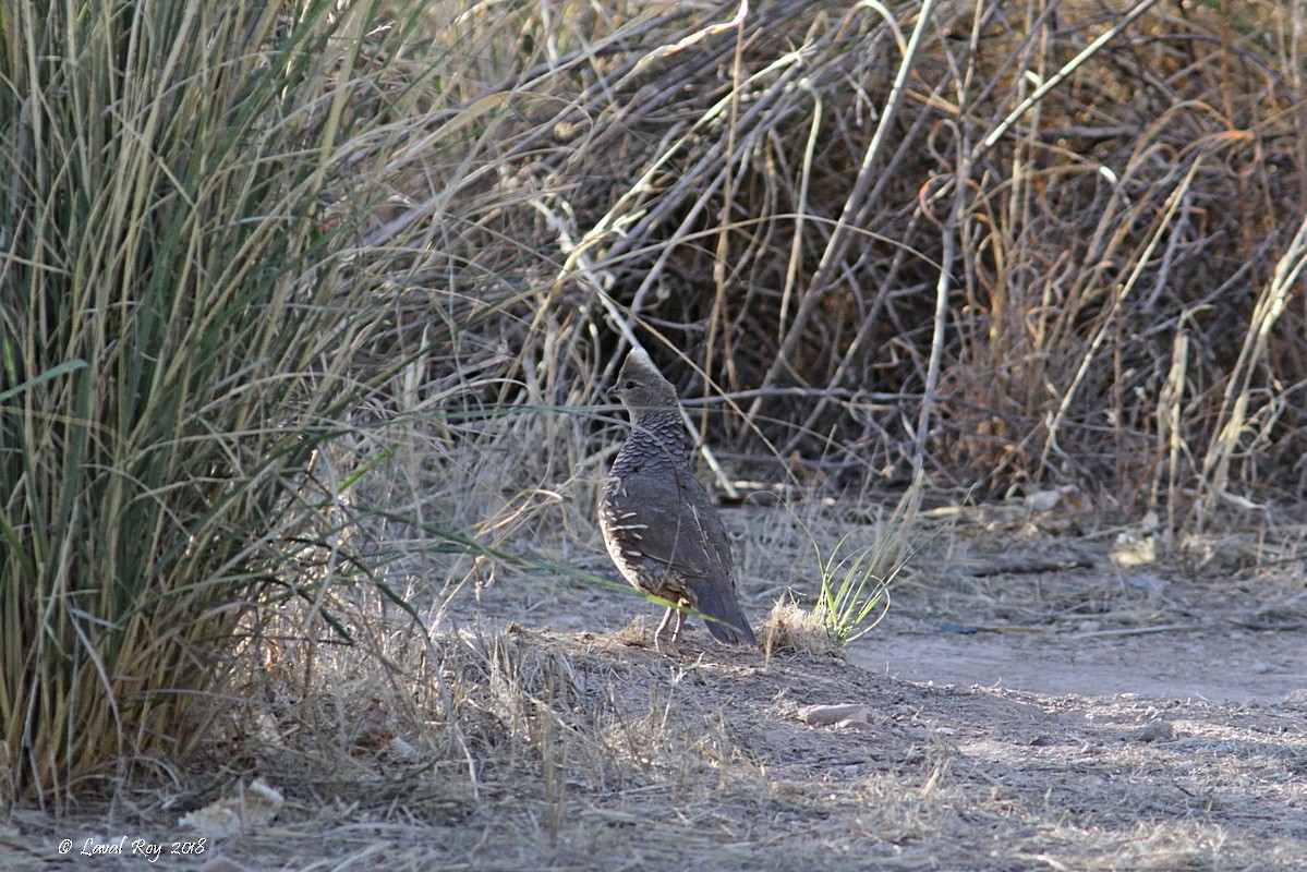Scaled Quail - Laval Roy