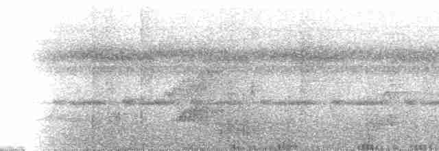 Düz Gagalı Hermit (bourcieri) - ML104408
