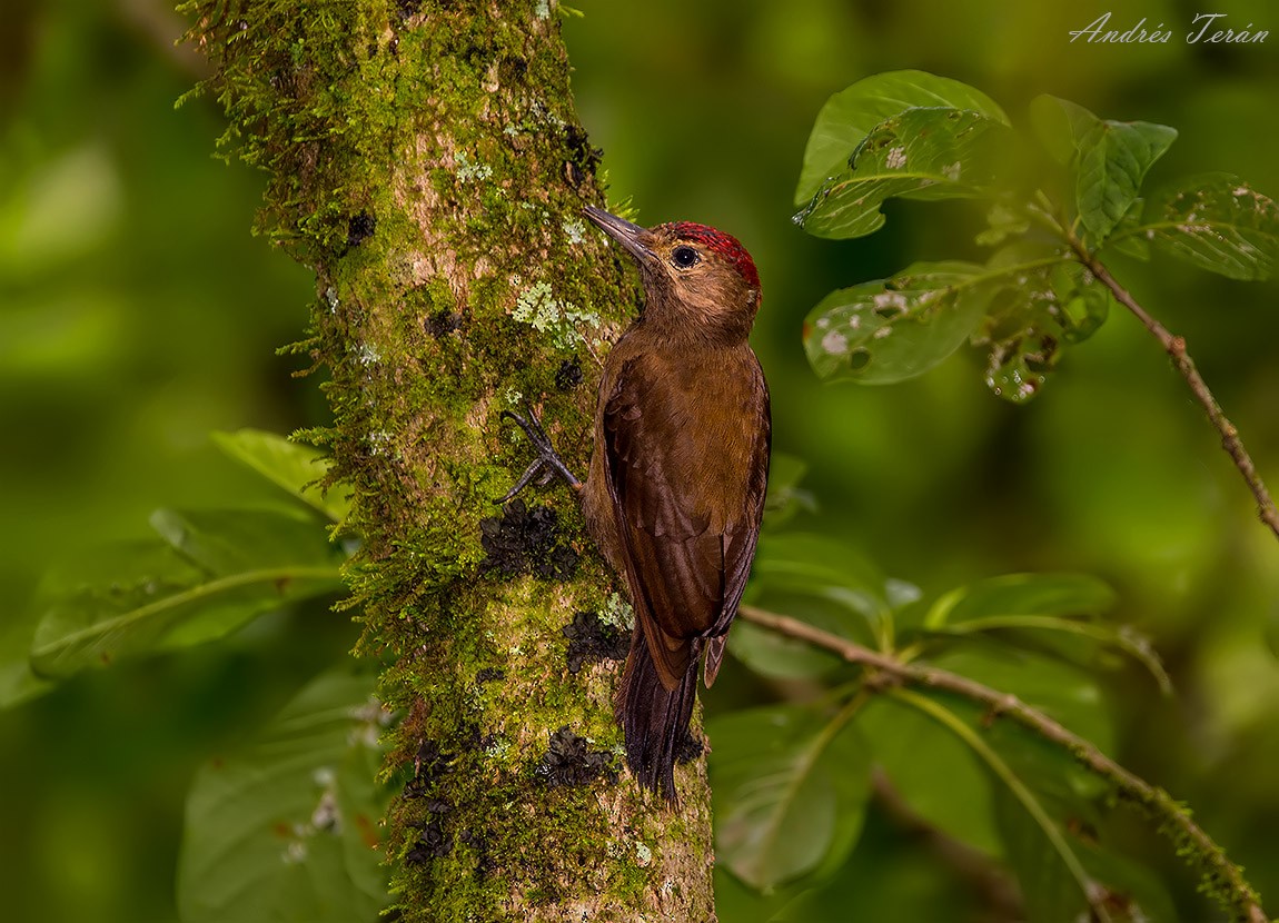 Smoky-brown Woodpecker - Andrés  Terán