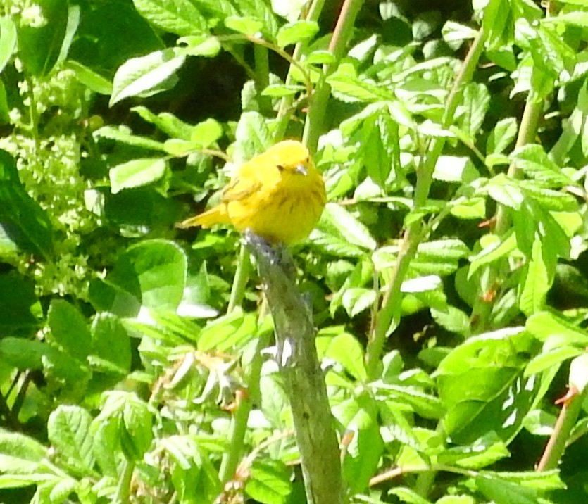 Yellow Warbler - ML104412521