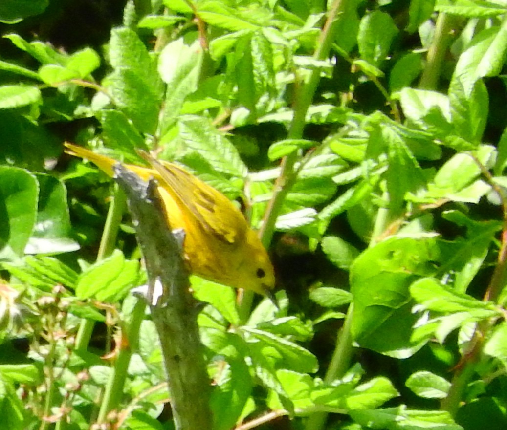 Yellow Warbler - ML104412531