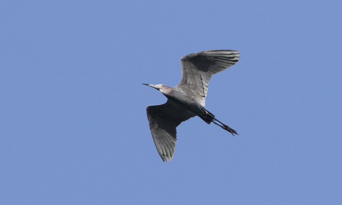 Little Blue Heron - ML104419461
