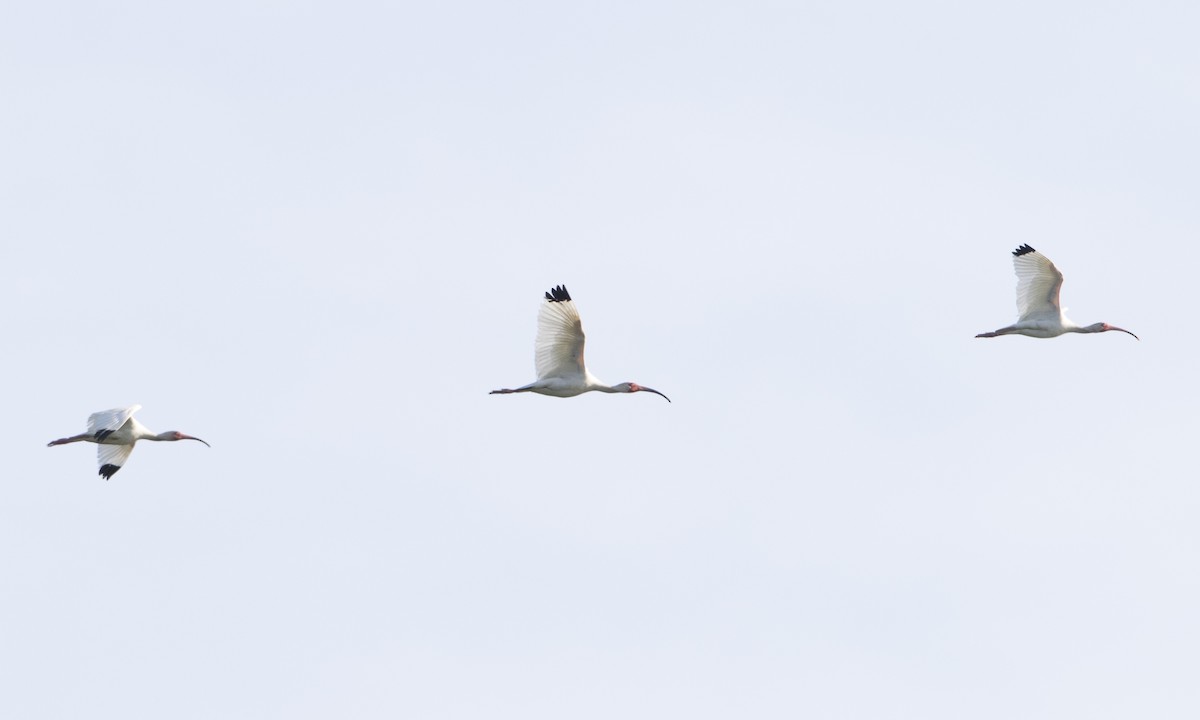 White Ibis - Brian Sullivan
