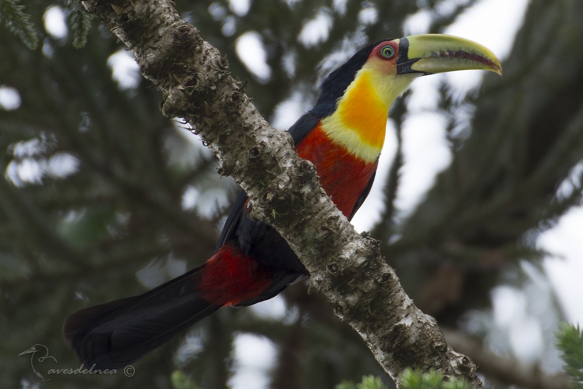Red-breasted Toucan - ML104420171