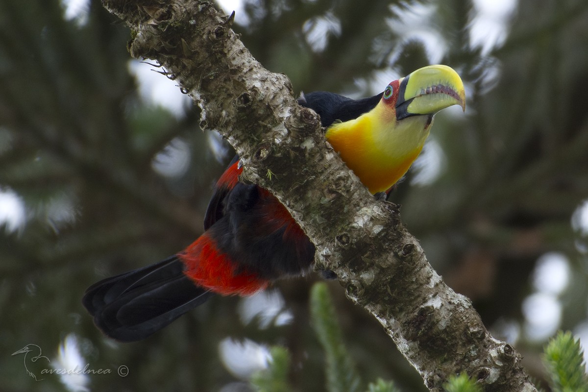 Red-breasted Toucan - Marcelo Allende