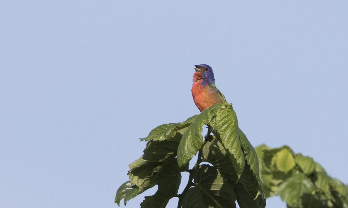 Painted Bunting - ML104420201