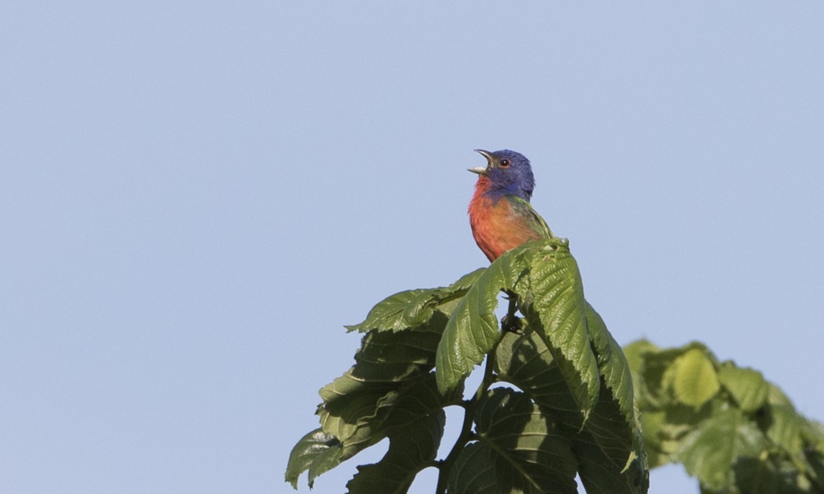 Painted Bunting - ML104420211