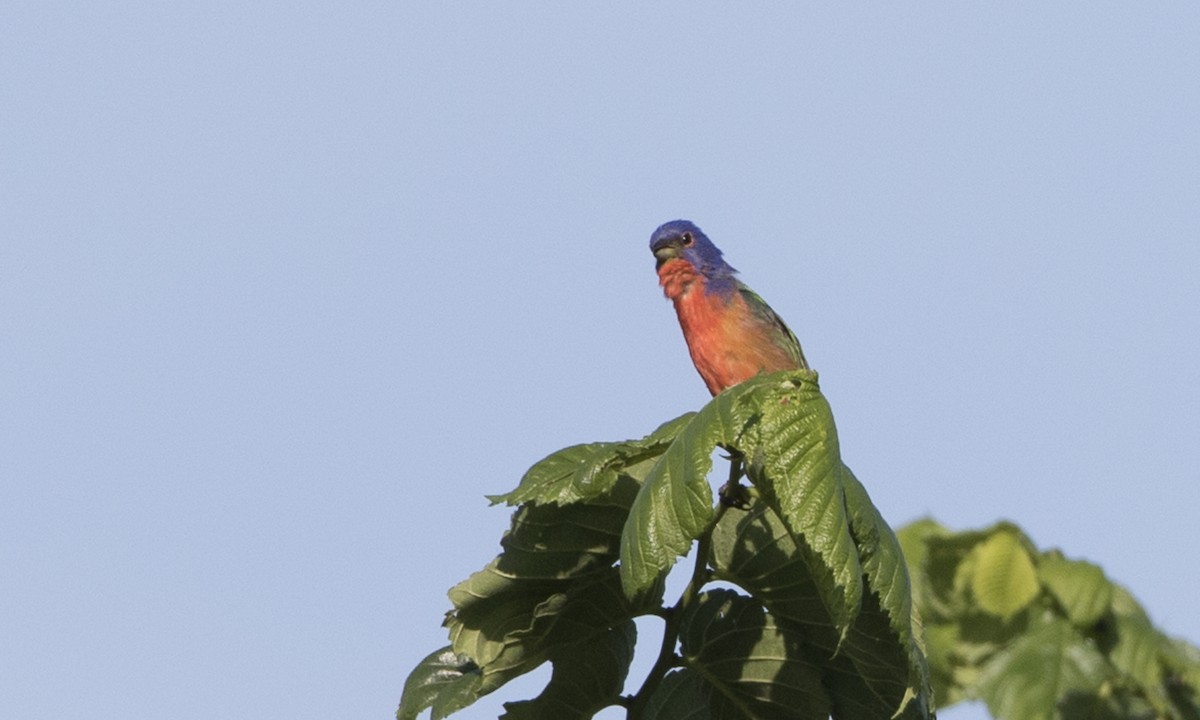Painted Bunting - ML104420221
