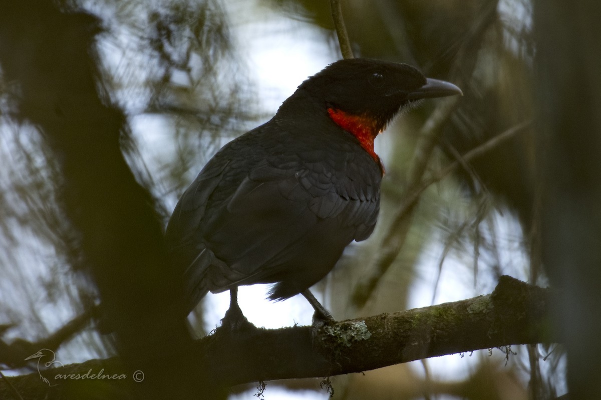 Red-ruffed Fruitcrow - Marcelo Allende