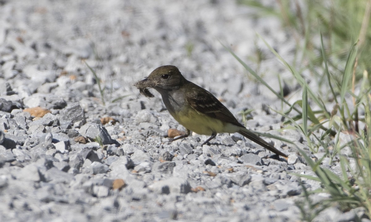 Great Crested Flycatcher - ML104420441