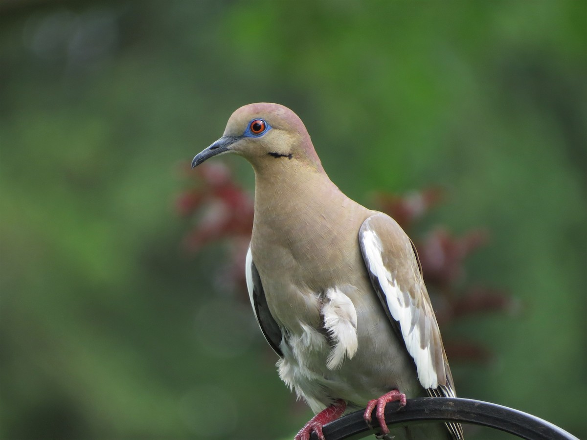 White-winged Dove - Susan Young