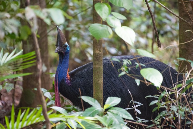 Southern Cassowary