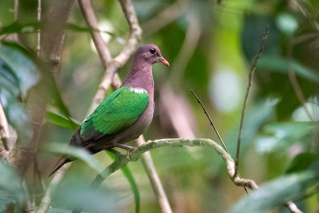 Pacific Emerald Dove