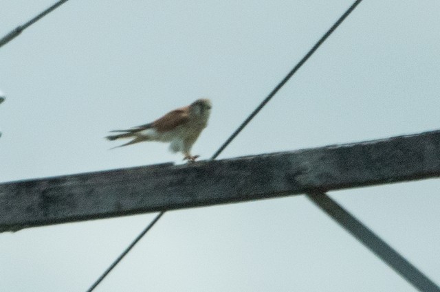 Nankeen Kestrel