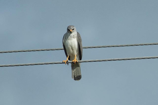 Gray Goshawk