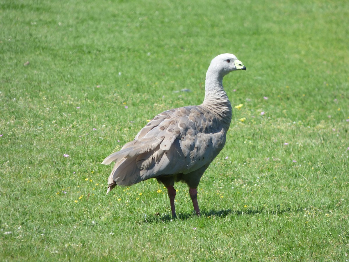 Cape Barren Goose - Bill Crins