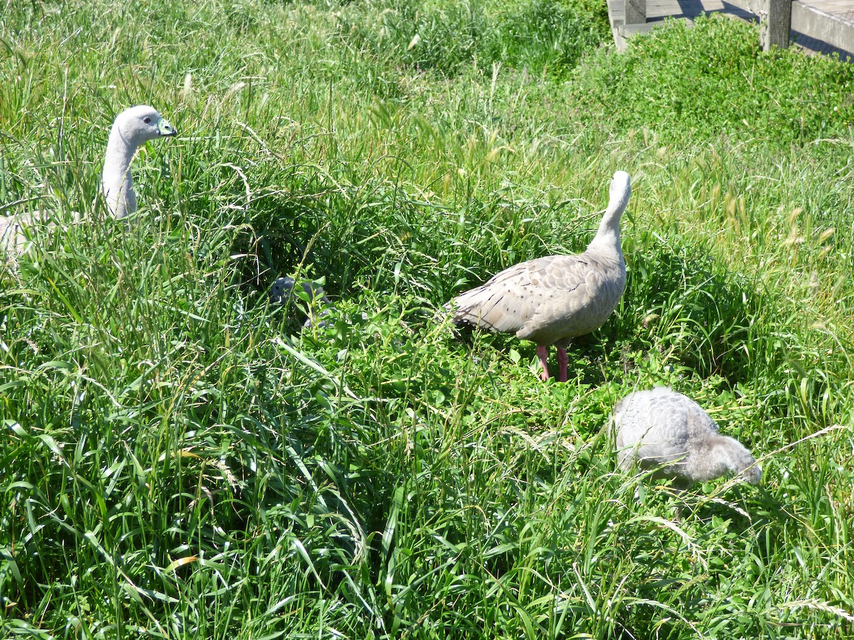 Cape Barren Goose - Bill Crins