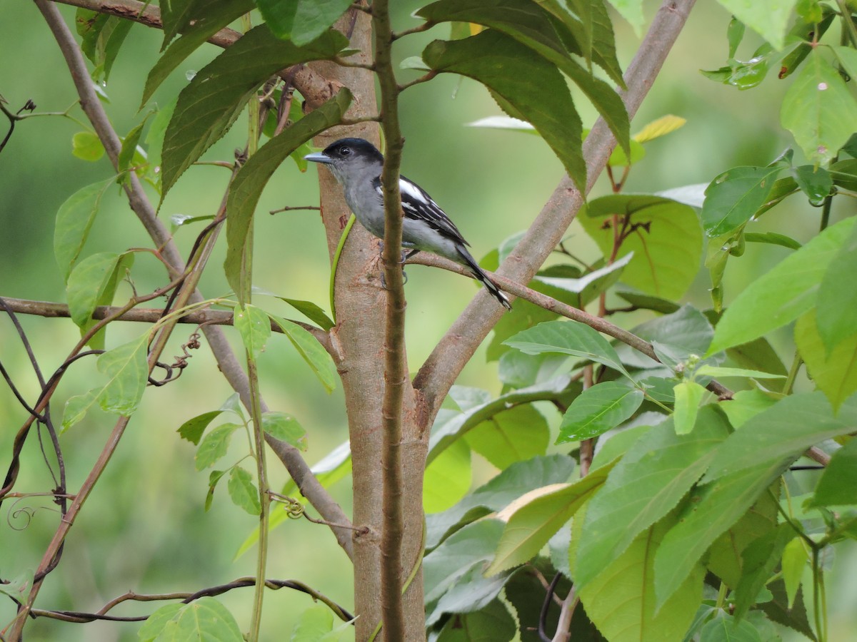 White-winged Becard - Isael Mai