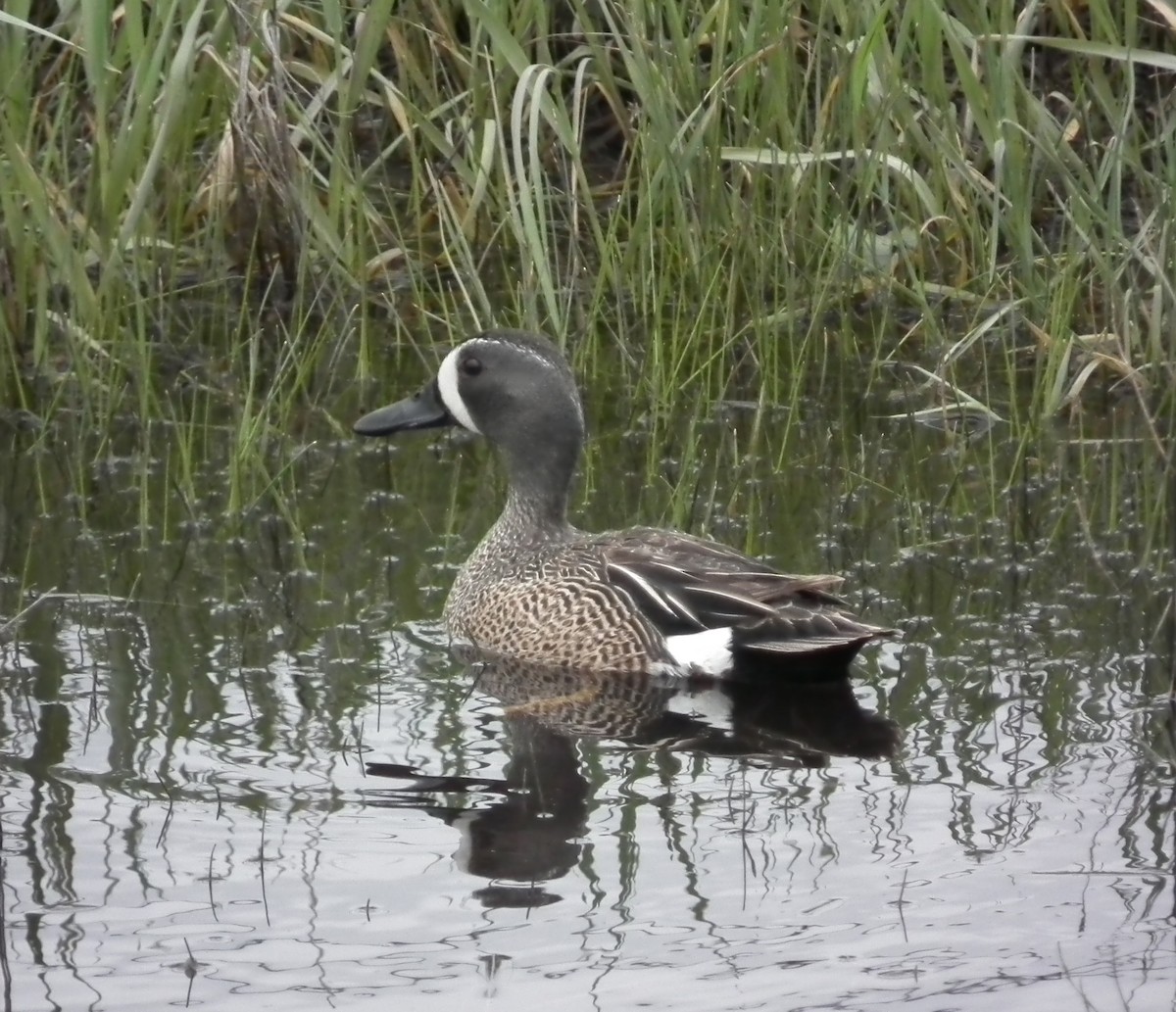 Blue-winged Teal - ML104429441