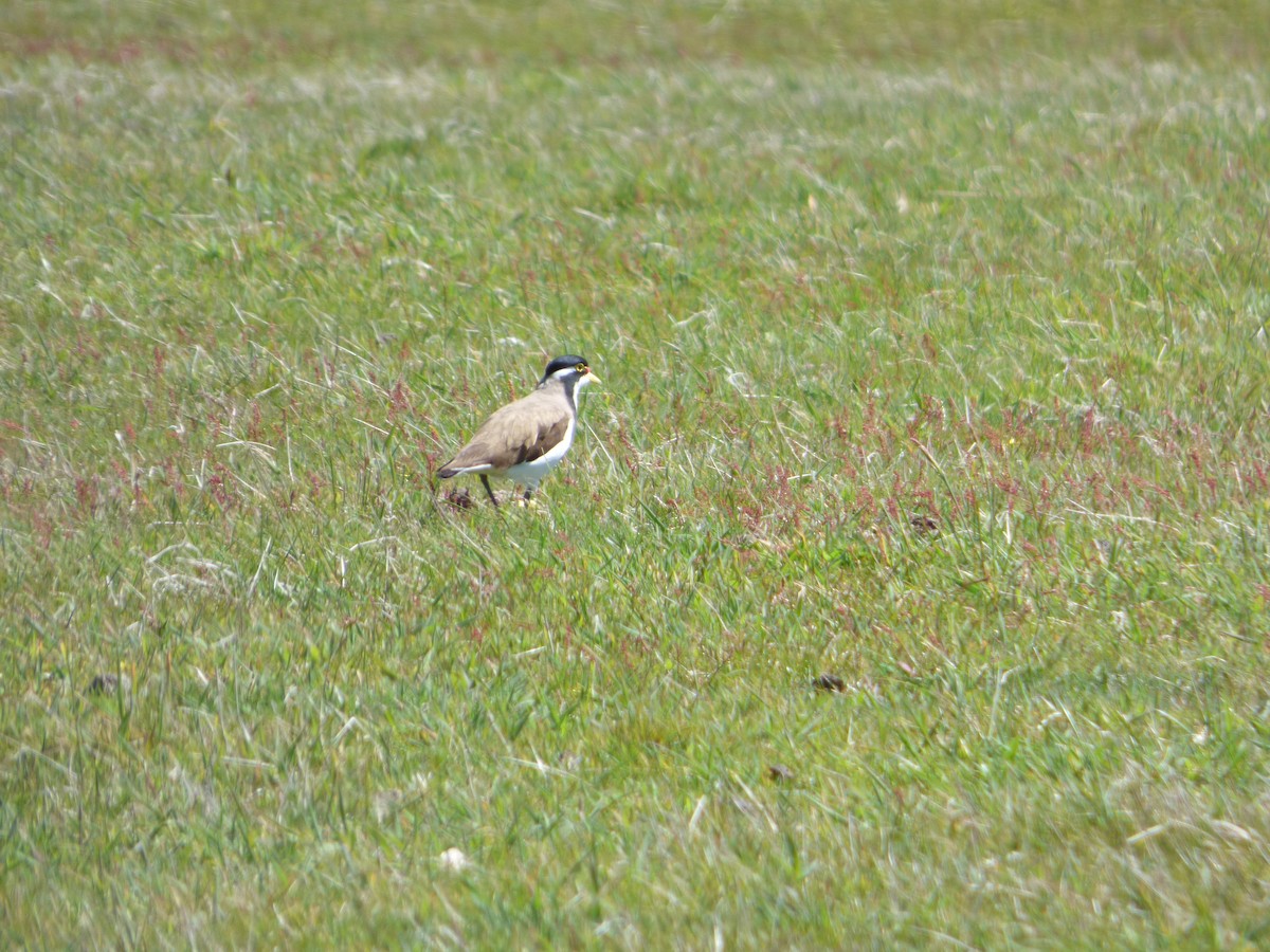 Banded Lapwing - Bill Crins