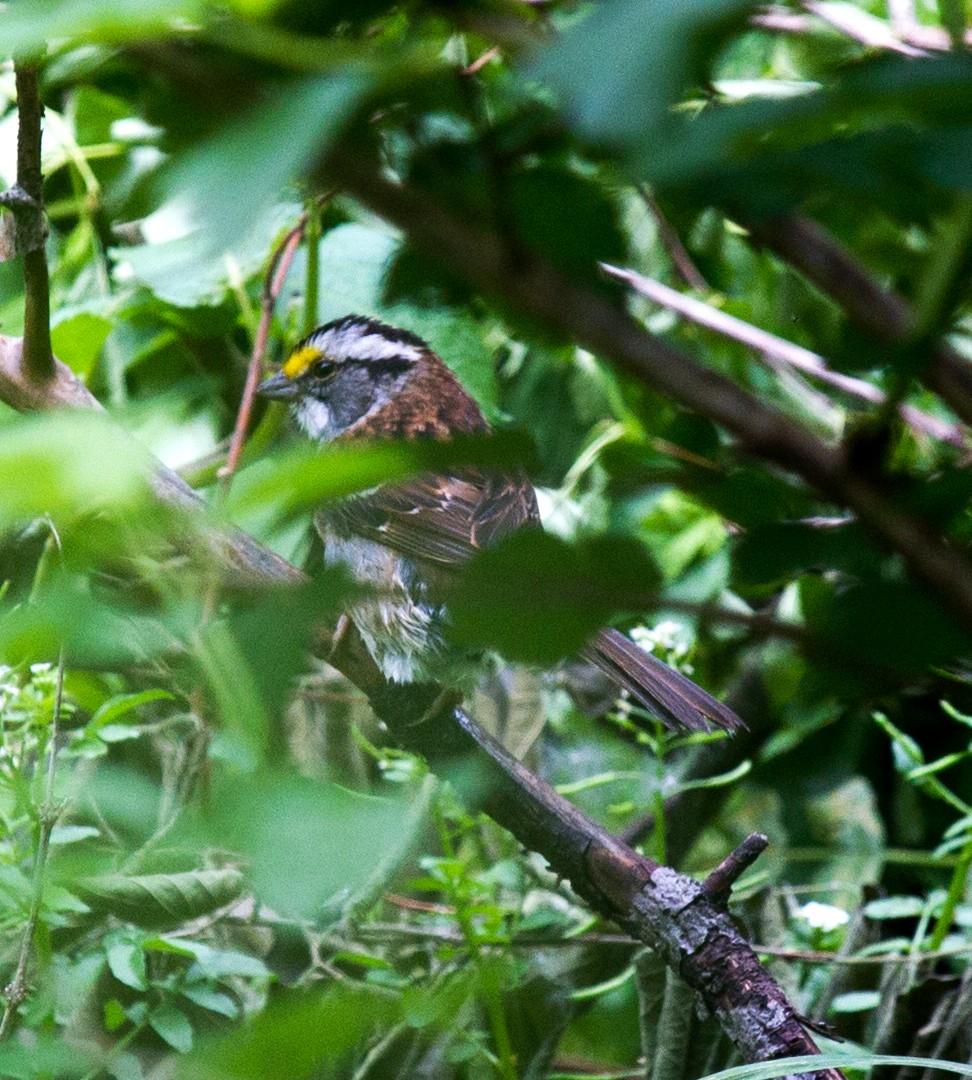 White-throated Sparrow - ML104430781