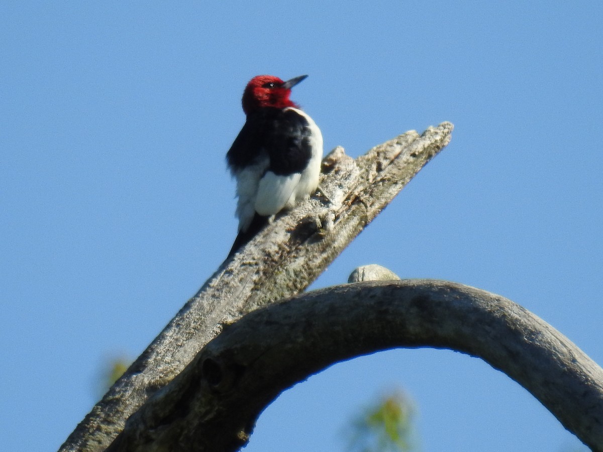Red-headed Woodpecker - ML104430971