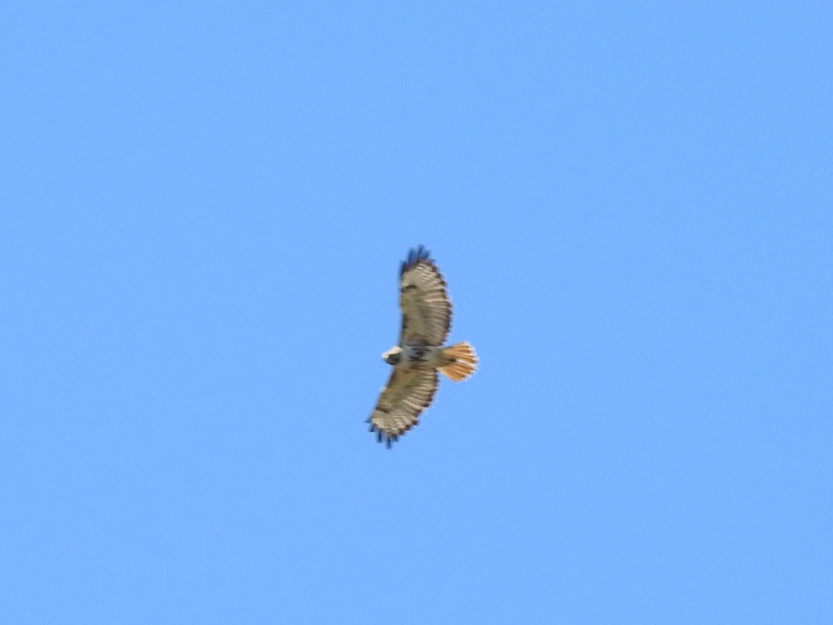 Red-tailed Hawk - ML104431861